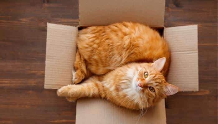 por que gato gosta de caixa