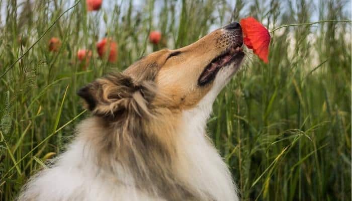 Por que os cães cheiram nossas partes íntimas