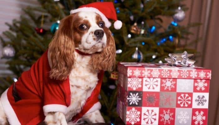 9 ideias de presente de Natal para cachorro, você vai adorar – Bougue