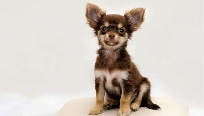 cachorros mais bonitos do mundo Chihuahua 