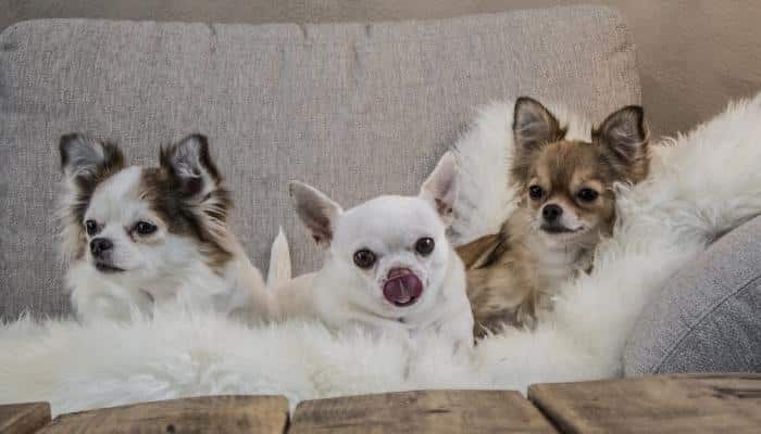 cachorro Chihuahua com e sem pelo longo