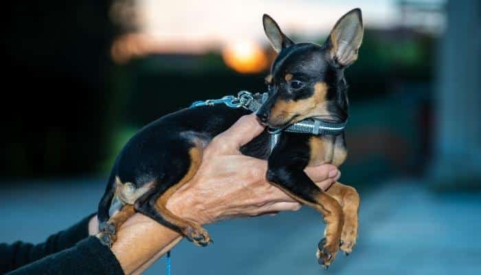 Pinscher cachorro mais pequeno do mundo 
