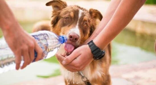 cachorro não bebe água