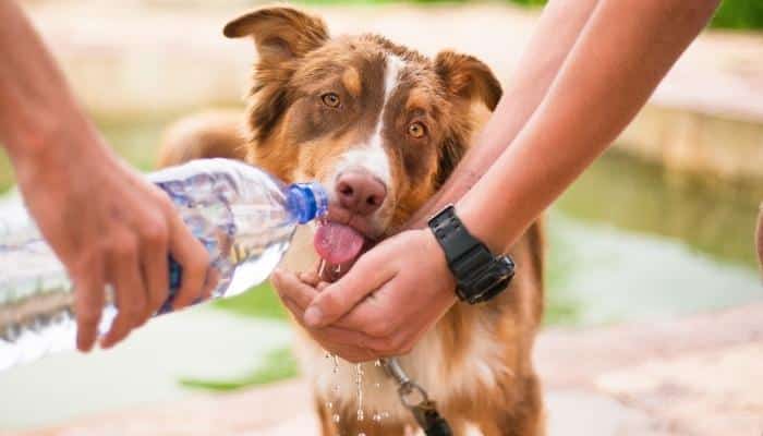 cachorro não bebe água
