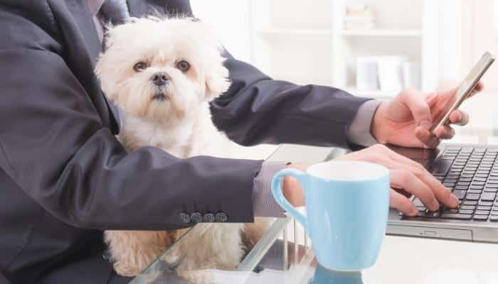 benefícios de levar o cachorro para o trabalho