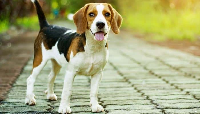 cachorros mais lindos do mundo  Beagle