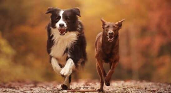 exercício para cachorro: dois cachorros correndo