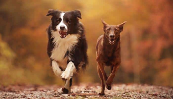 exercício para cachorro: dois cachorros correndo