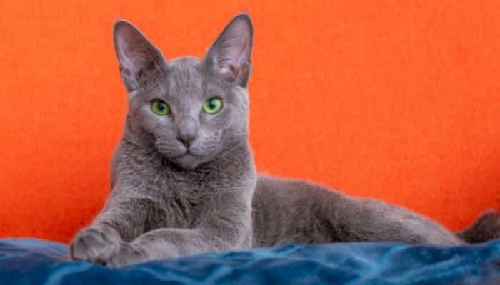 gato Azul Russo