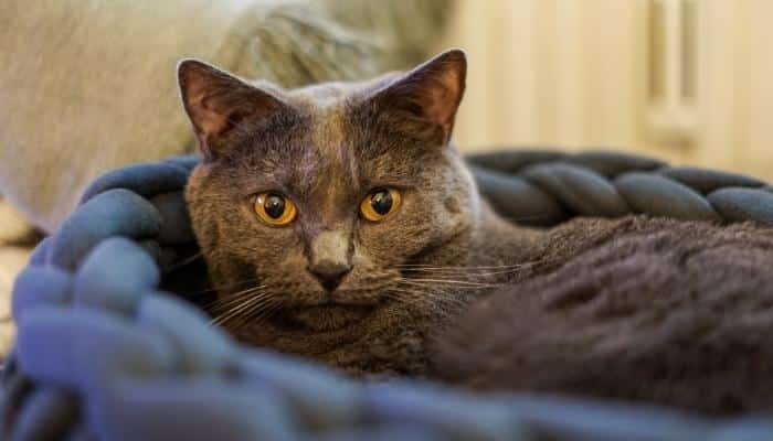 gato cinza Chartreux