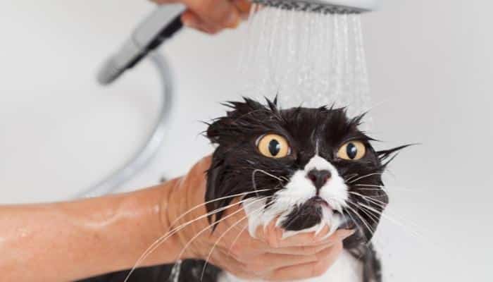 gatos podem tomar banho