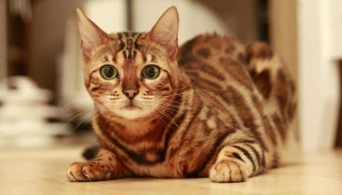 gatos que parecem tigres: Bengal