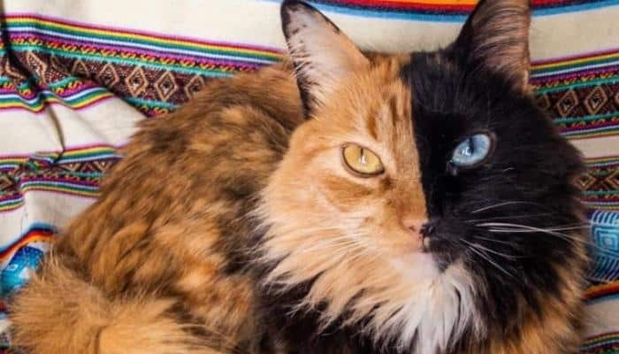 gato Quimera com olhos diferentes