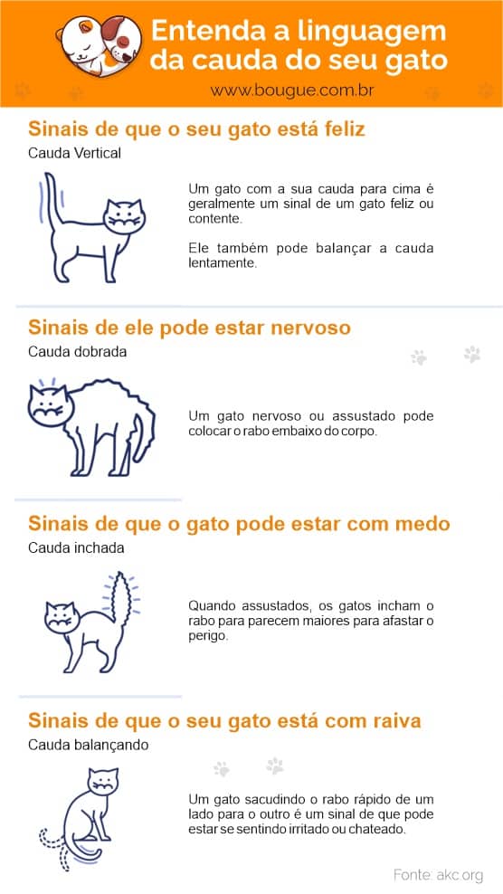 como entender a linguagem dos gatos