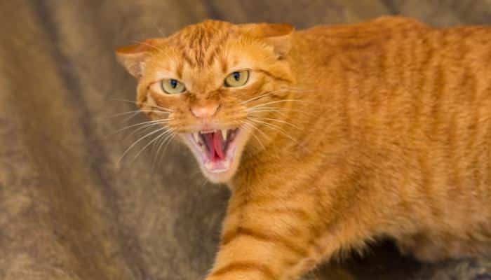 gato nervoso: meu gato me odeia