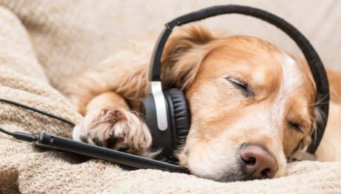Música para cachorro dormir