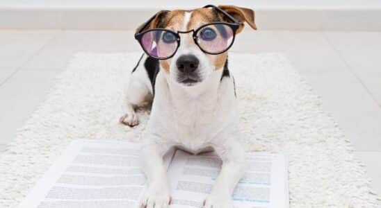 o cachorro mais inteligente do mundo