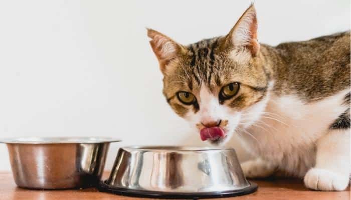 o que gato não pode comer