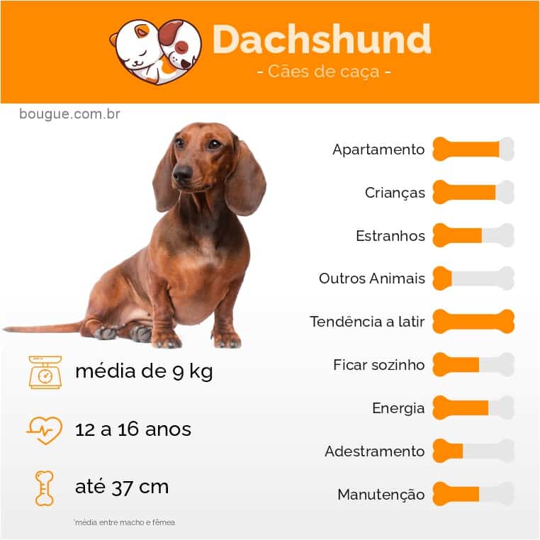 personalidade dachshund, o cão salsicha