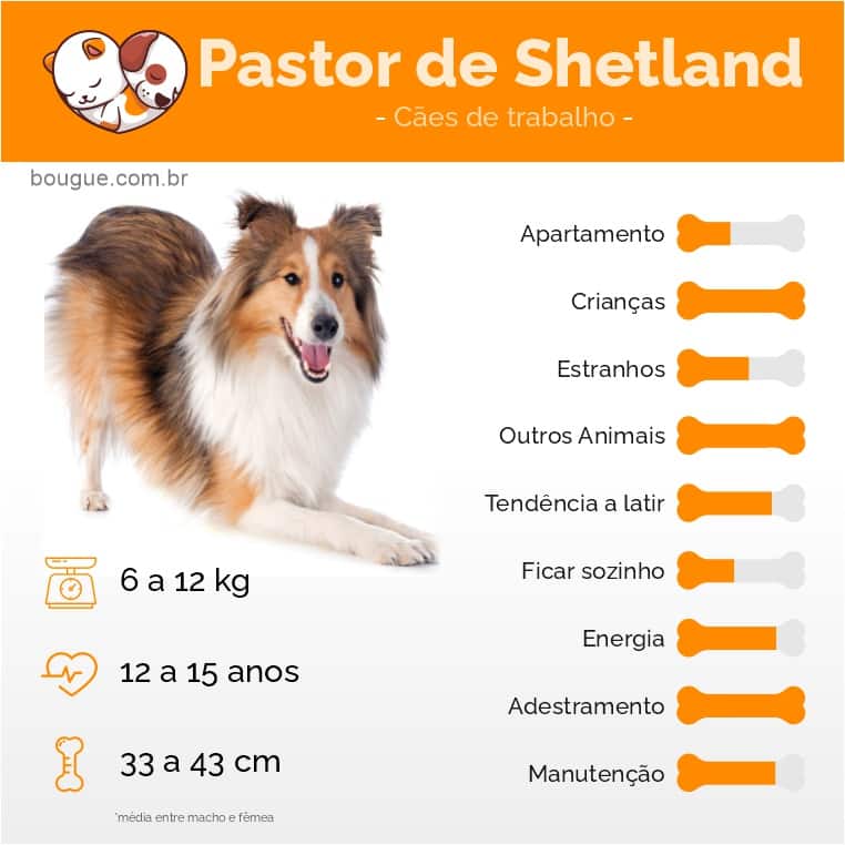 personalidade do cachorro pastor de Shetland