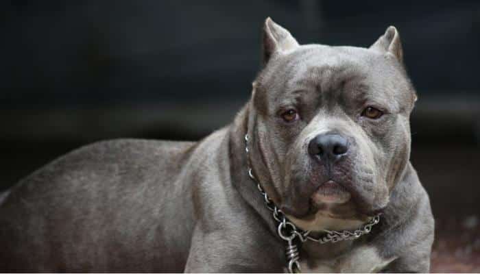 Pitbull o cachorro mais bravo do mundo