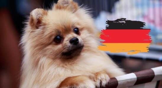 raça de cachorro alemão