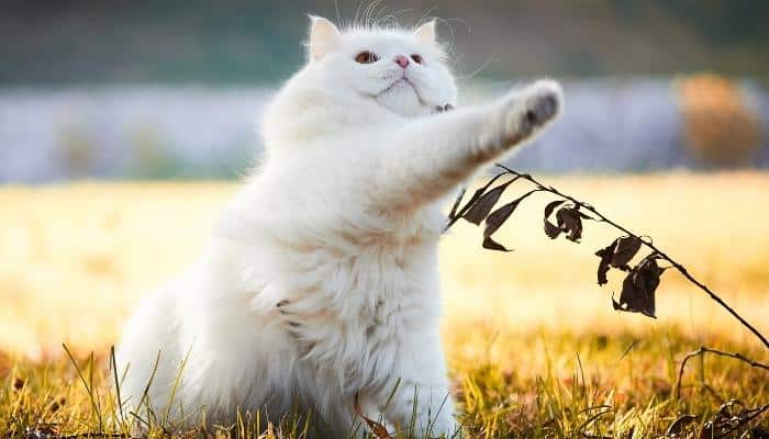 gato Angorá turco