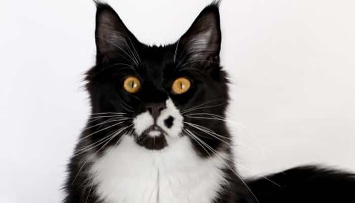 raças de gato preto e branco Maine Coon 