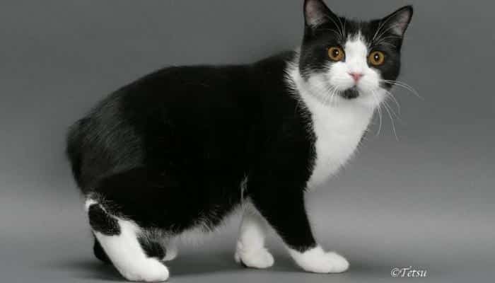 gato Manx preto e branco