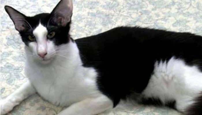 gato preto e branco Oriental Shorthair