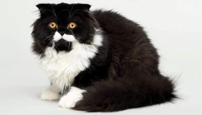 raças de gato preto e branco Persa 