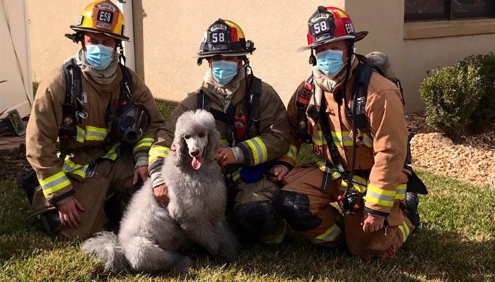 cachorro resgatado de incendio