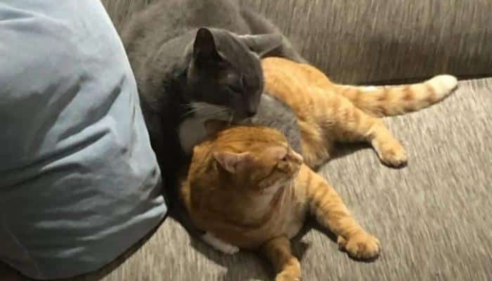 dois gatos amigos