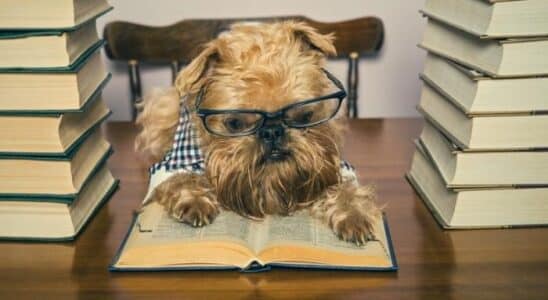 ensinar cachorro a ler