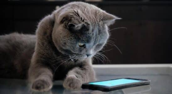 gato no smartphone