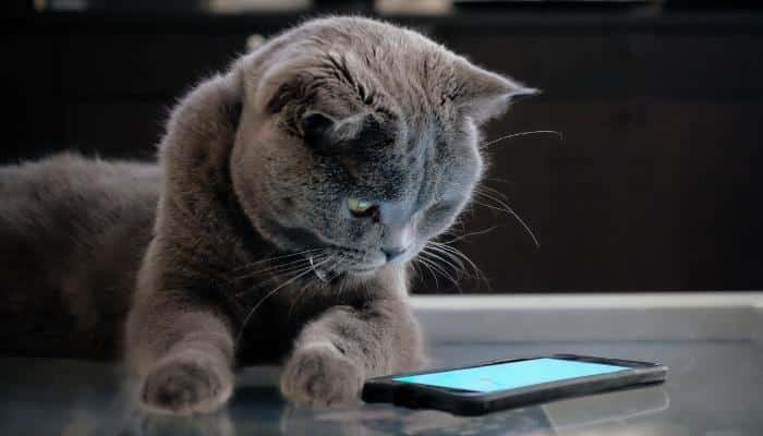 gato no smartphone
