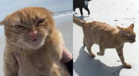 gato na praia