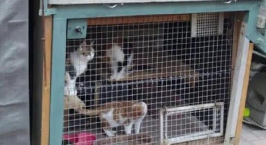 resgate a gatos presos em viveiro