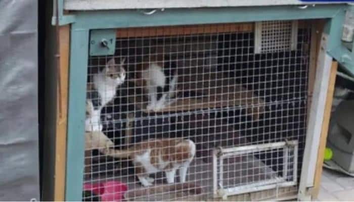 resgate a gatos presos em viveiro
