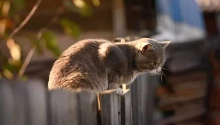 gato na cerca